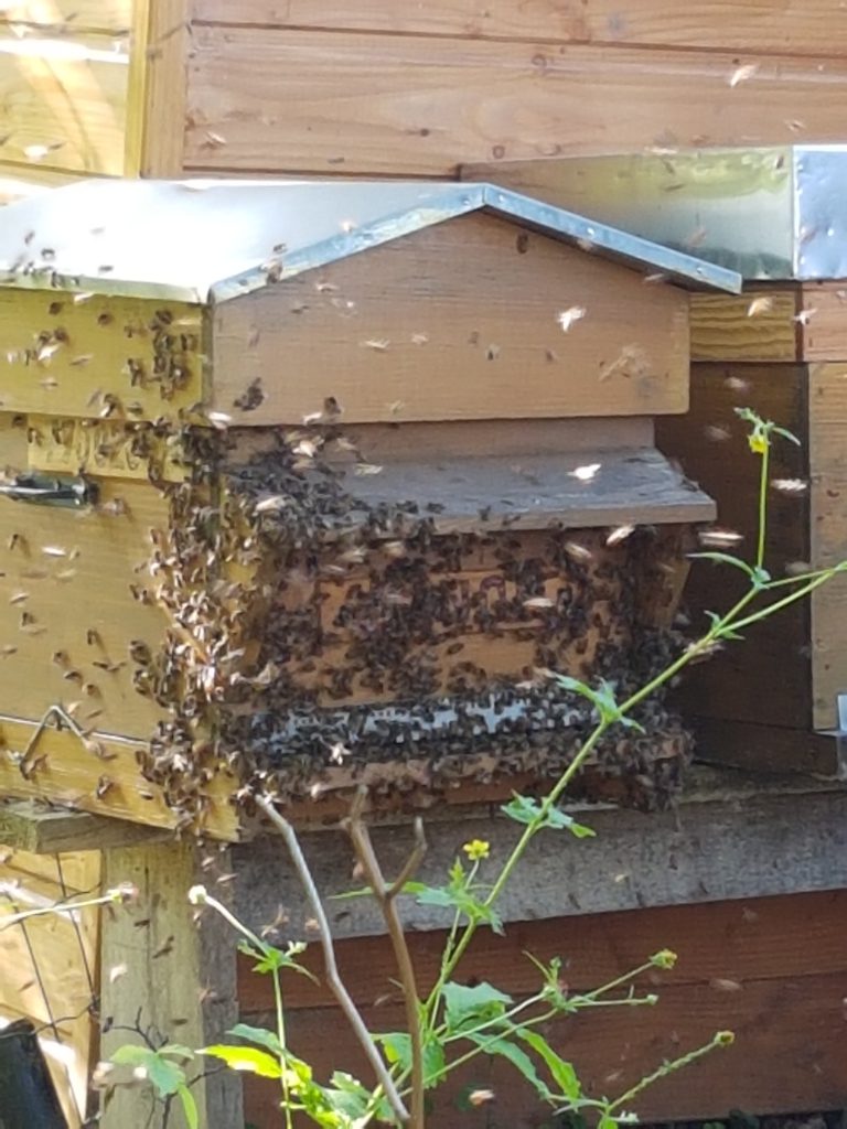 essaim, abeilles, ruche, apiculture