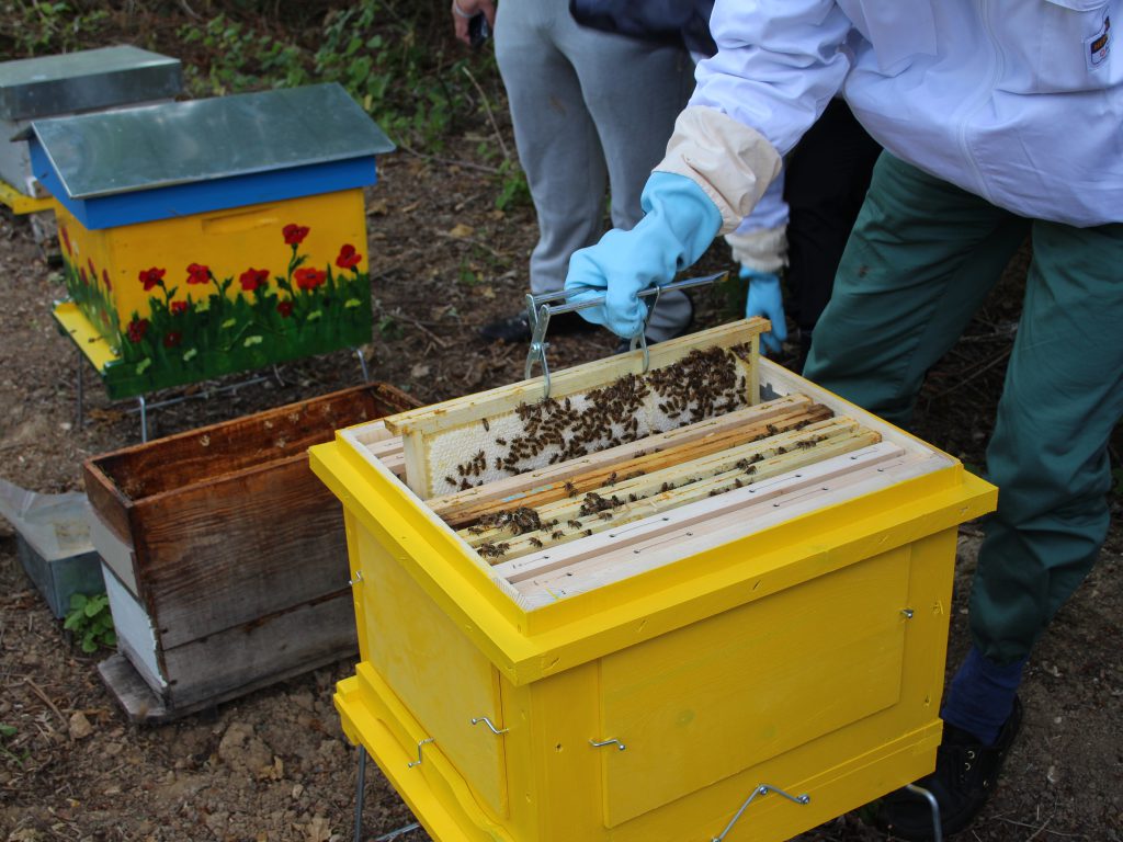 abeilles, ruche Dadant, apiculture