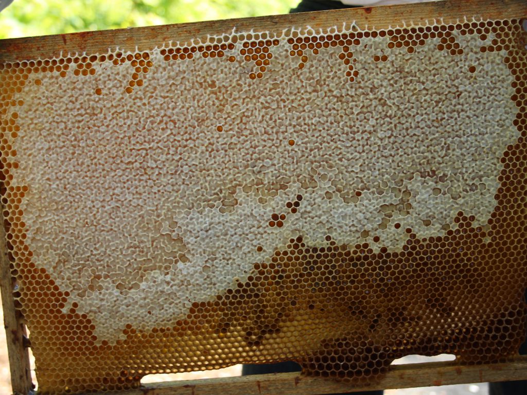 miel, cadre, apiculture