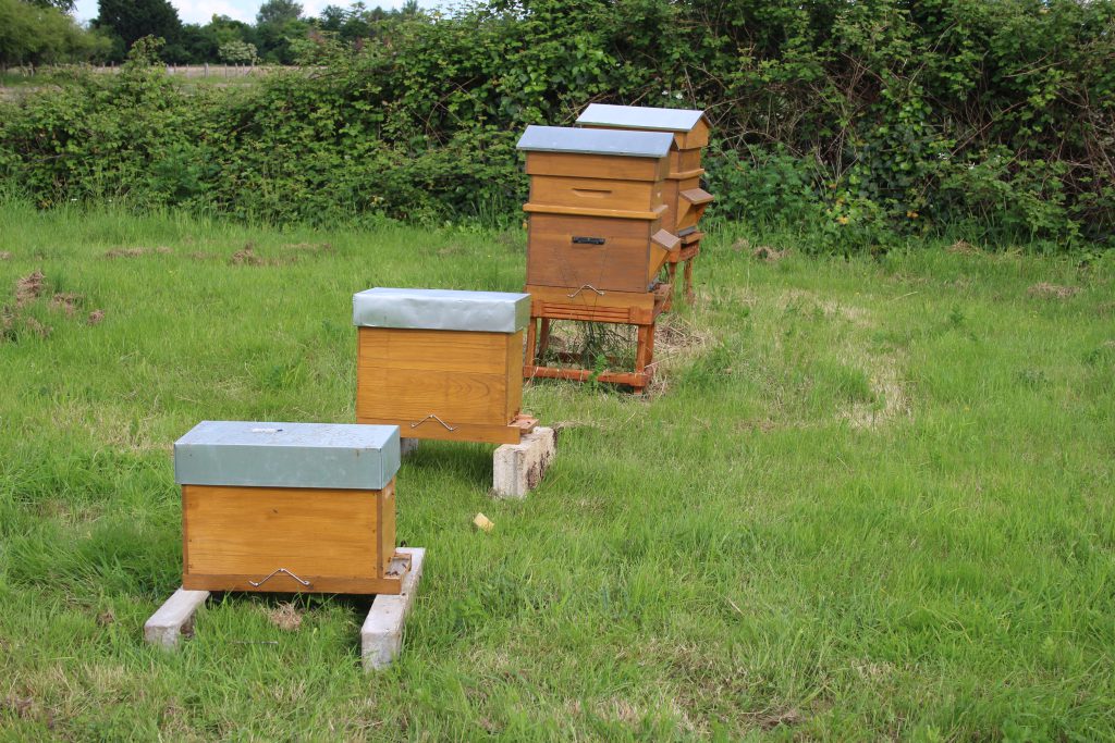 Ruchettes, Ruches Dadant, apiculture