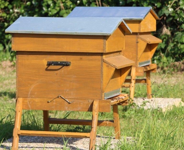 Quels sont les différents types de ruches ? - Les abeilles de papy